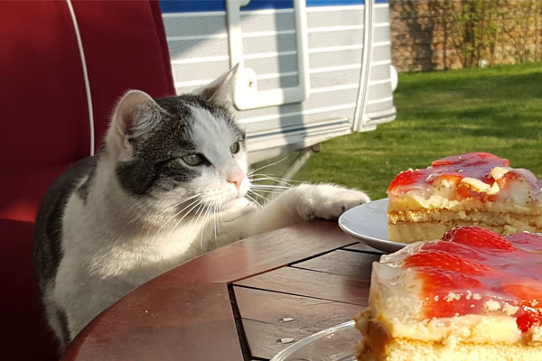 Katze will Kuchen